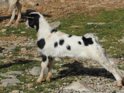 Tam boy resmi görebilmek için tıklayın