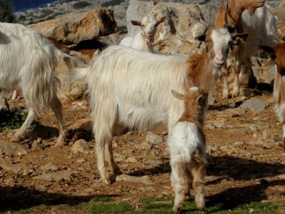 Κάντε κλικ για να δείτε την εικόνα σε πλήρες μέγεθος