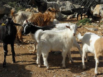 Tam boy resmi görebilmek için tıklayın