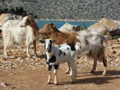 Tam boy resmi görebilmek için tıklayın