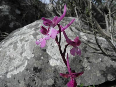 Κάντε κλικ για να δείτε την εικόνα σε πλήρες μέγεθος