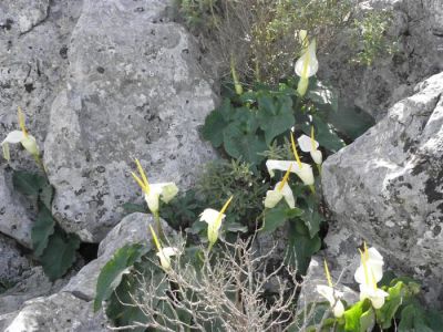 Κάντε κλικ για να δείτε την εικόνα σε πλήρες μέγεθος