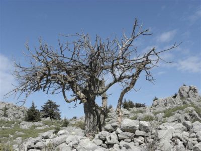 Κάντε κλικ για να δείτε την εικόνα σε πλήρες μέγεθος