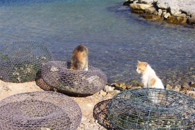 Κάντε κλικ για να δείτε την εικόνα σε πλήρες μέγεθος