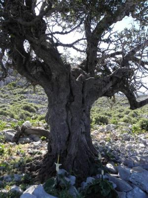 Κάντε κλικ για να δείτε την εικόνα σε πλήρες μέγεθος