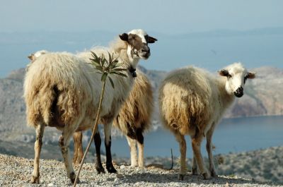 Κάντε κλικ για να δείτε την εικόνα σε πλήρες μέγεθος