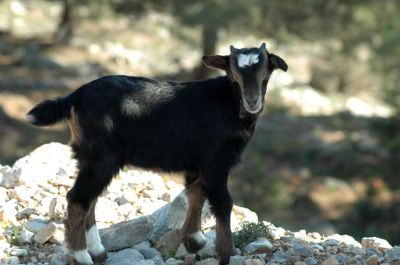 Κάντε κλικ για να δείτε την εικόνα σε πλήρες μέγεθος