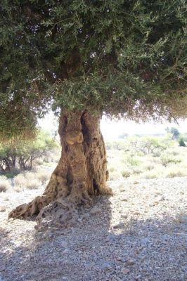 Κάντε κλικ για να δείτε την εικόνα σε πλήρες μέγεθος