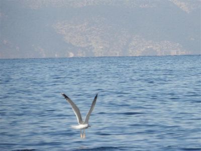 Tam boy resmi görebilmek için tıklayın