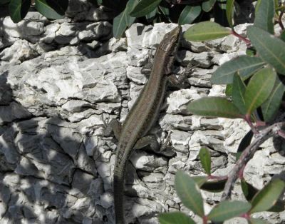 Κάντε κλικ για να δείτε την εικόνα σε πλήρες μέγεθος