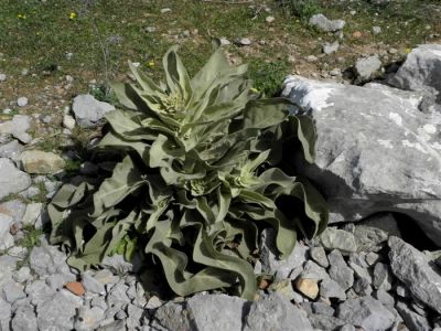 Κάντε κλικ για να δείτε την εικόνα σε πλήρες μέγεθος