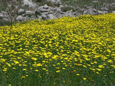 Κάντε κλικ για να δείτε την εικόνα σε πλήρες μέγεθος