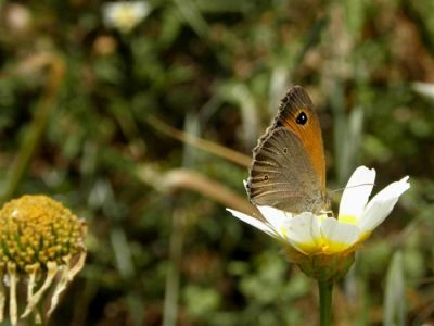 Κάντε κλικ για να δείτε την εικόνα σε πλήρες μέγεθος