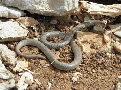 Κάντε κλικ για να δείτε την εικόνα σε πλήρες μέγεθος