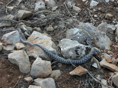 Κάντε κλικ για να δείτε την εικόνα σε πλήρες μέγεθος