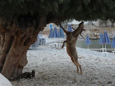 Tam boy resmi görebilmek için tıklayın