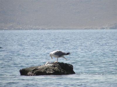 Tam boy resmi görebilmek için tıklayın