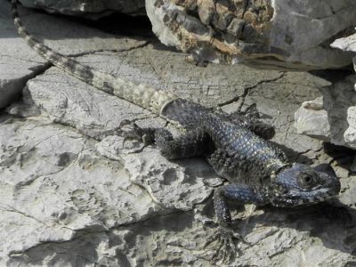 Κάντε κλικ για να δείτε την εικόνα σε πλήρες μέγεθος