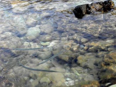 Κάντε κλικ για να δείτε την εικόνα σε πλήρες μέγεθος