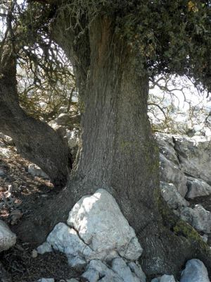 Κάντε κλικ για να δείτε την εικόνα σε πλήρες μέγεθος